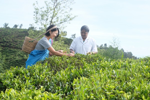 スリランカでは、茶摘みにも挑戦できる