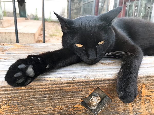 人懐こい黒猫。ピンクの首輪をしていた