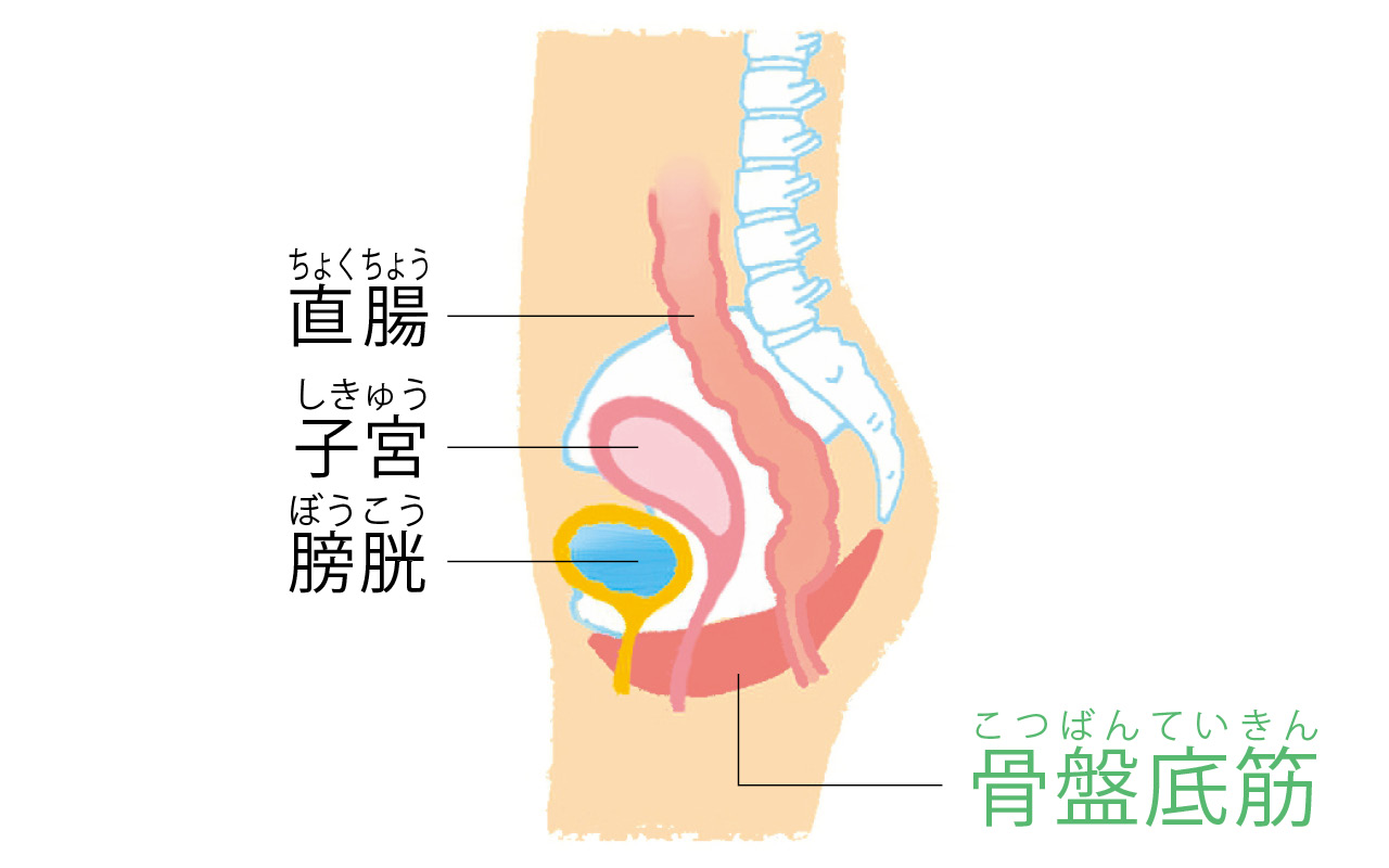 骨盤底筋の大事な役割は大きく3つ！