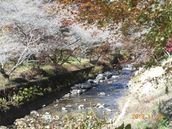 柿ケ入遊歩道　川沿いの紅葉と四季桜