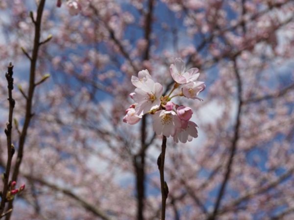桜の賑わい・関昌寺（かんしょうじ）