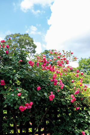 こぼれんばかりに花を咲かせる鮮やかなピンクのバラは、ポンポネッラという品種