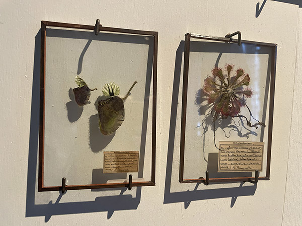 食虫植物のガラスの標本