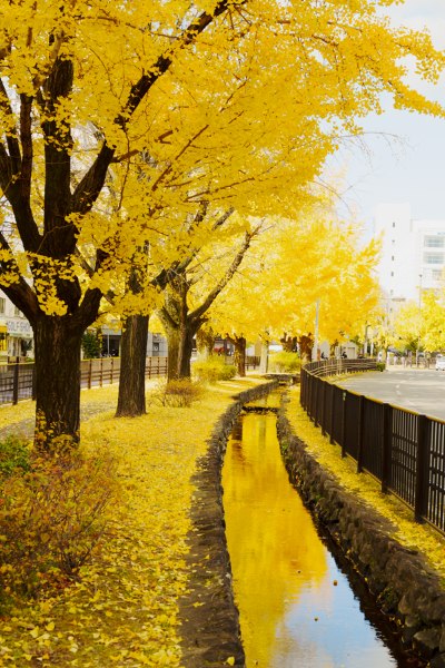 堀川通の銀杏