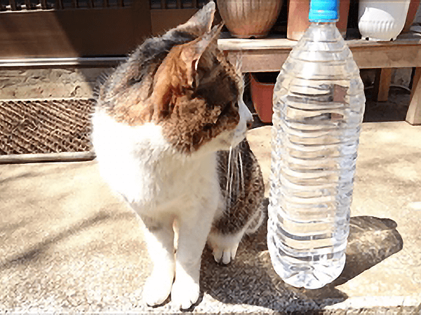 猫よけグッズに使われるペットボトルは効果があるの？