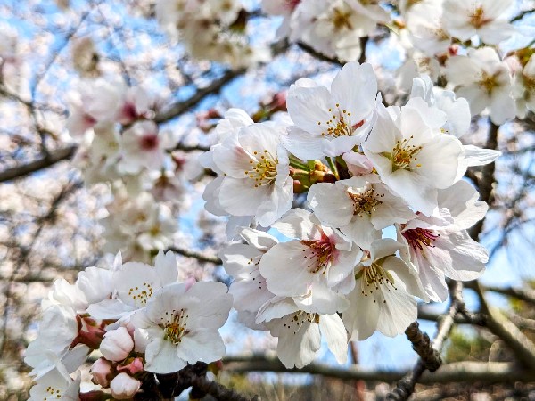 春の「季語」を楽しむ ～言霊のススメ～