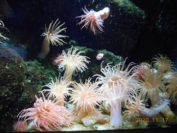 海底に咲く花　ダーリアイソギンチャク
