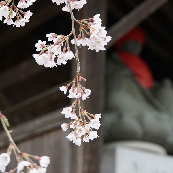 飯島町・慈福院の桜