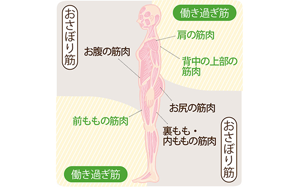 「股関節ほぐし」がたるみに効くプロセスは？