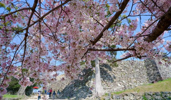 桜で埋め尽くされる彦根城