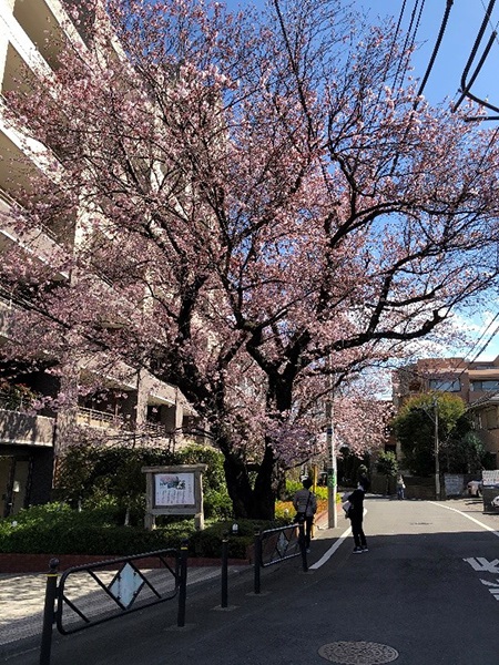  2月23日　大寒桜　平年より1か月以上早い
