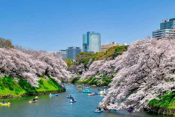 日本全国おすすめしたい桜スポットランキング