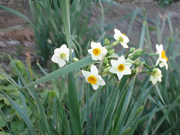 スイセンの花が、あたたかな春の訪れを知らせてくれています