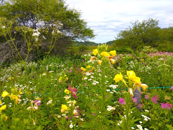 八島ヶ原湿原は花盛り