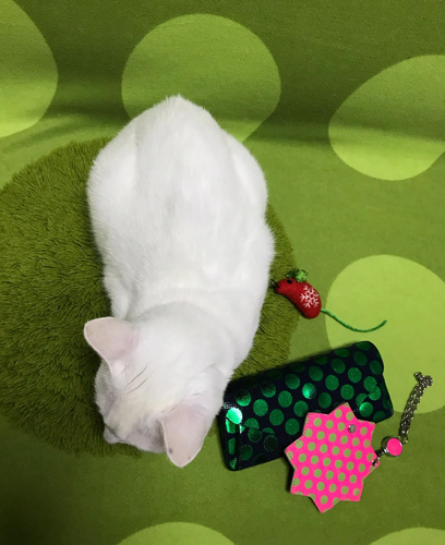 ソファーカバーと緑の財布、パスケース(しつこく水玉 笑) 。