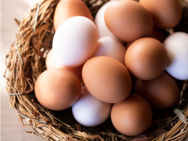 赤い卵と白い卵の違いは？