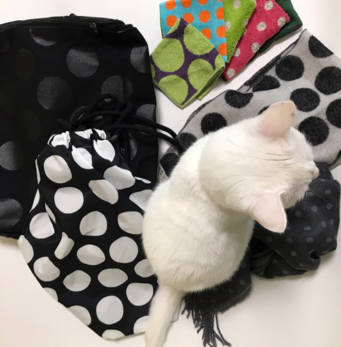 あっ 来た。もれなく参加(笑)