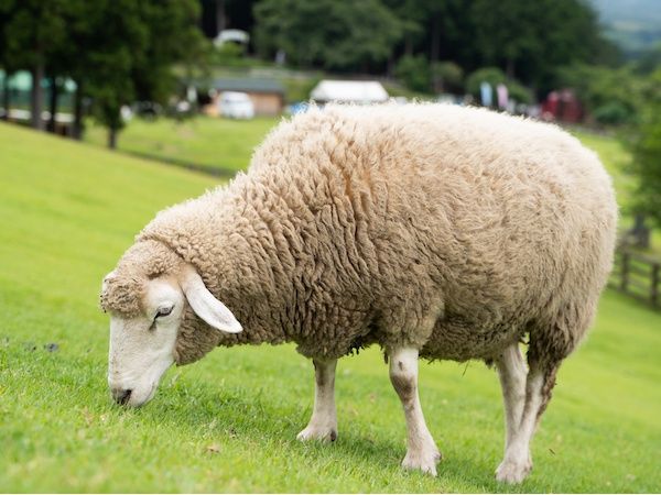 なぜ羊の毛はふわふわなの？毛刈りしないとどうなる？