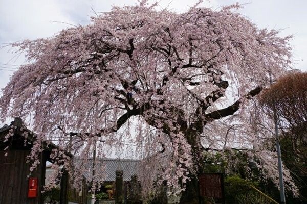 飯島町・慈福院の桜