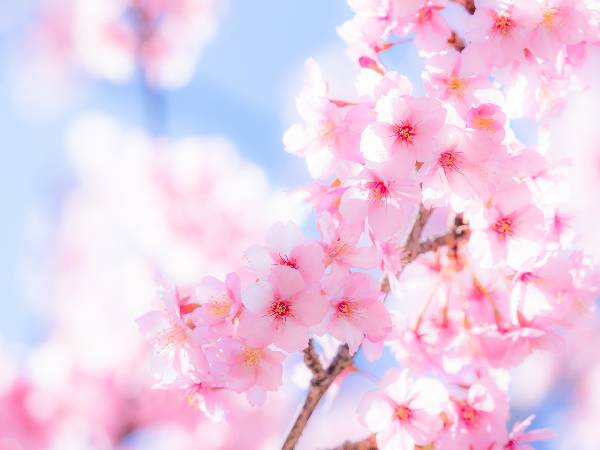 日本の春を象徴する、桜
