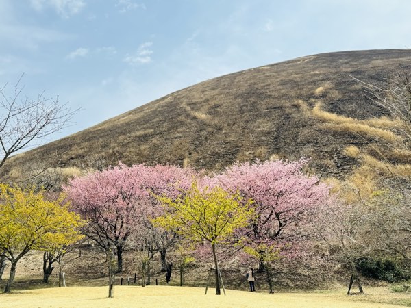 「さくらの里」は、伊豆半島屈指の桜の名所！