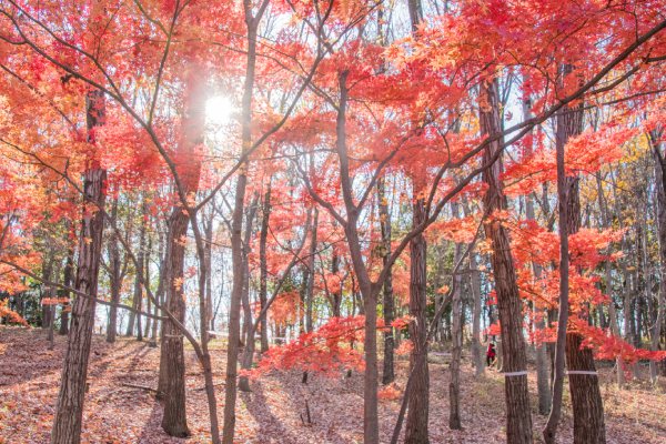 紅葉