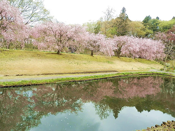 DIC川村記念美術館の桜