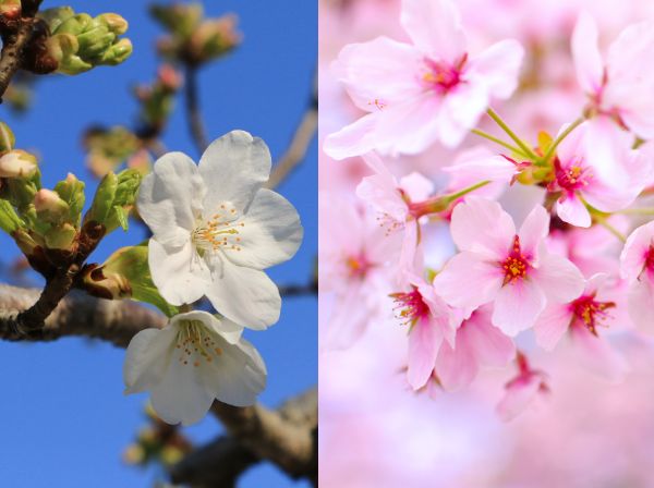 桜の花の中心