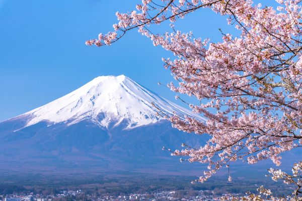 ソメイヨシノ誕生で花見が日本全国に広まる