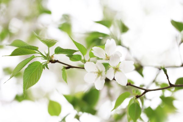 桜餅の葉っぱはソメイヨシノではなく「オオシマザクラ」