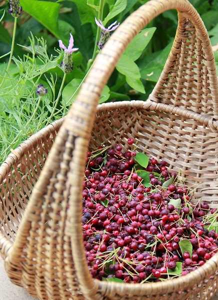 ジューンベリーの赤い実を収穫