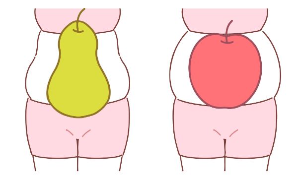 ぽっこりお腹の原因：体脂肪（内臓脂肪・皮下脂肪）の蓄積
