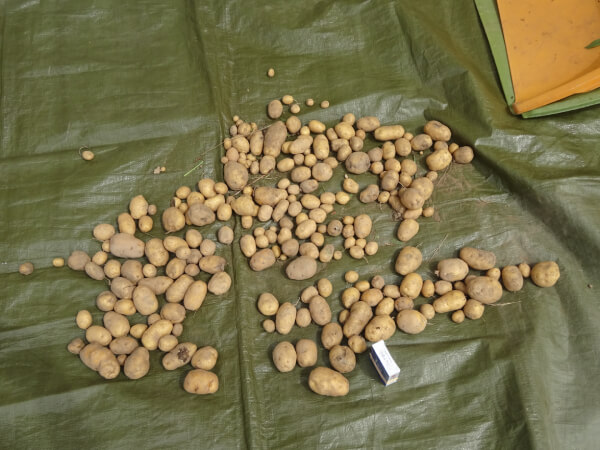 下栗芋の収穫とソバの種まき