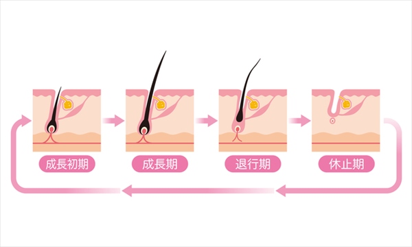 4つのヘアサイクル（新毛・成長期・退行期・休止期）