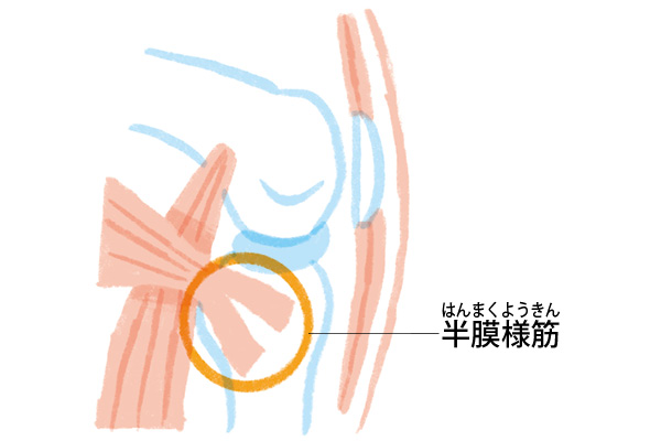 ひざ裏「半膜様筋」が痛みの原因になっている可能性も