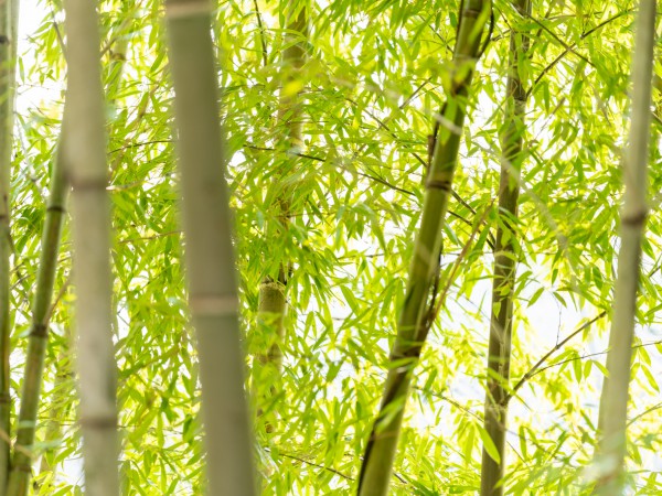 竹と笹の違い 