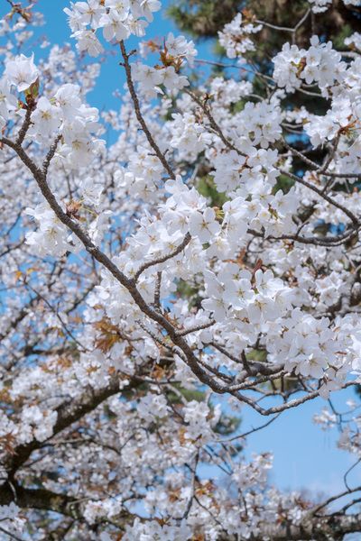 京都御苑の美しい花々