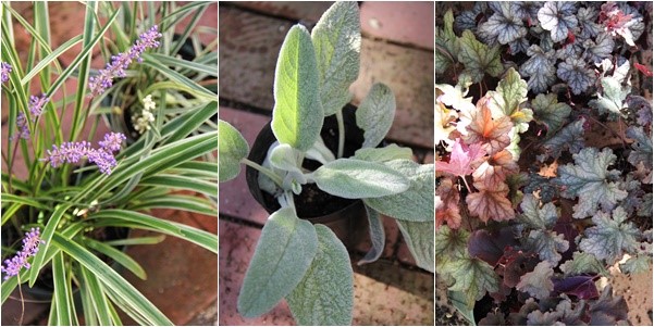 コスモスの寄せ植えにおすすめの植物