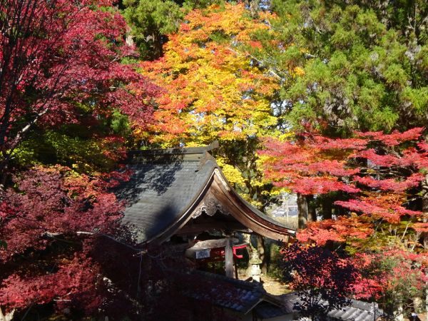 今年一番の紅葉！