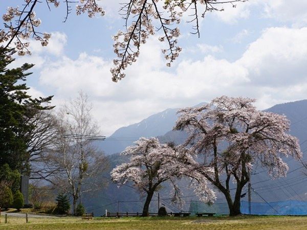 飯田市・下栗の桜