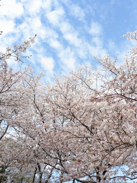 桜の季節がやってきます