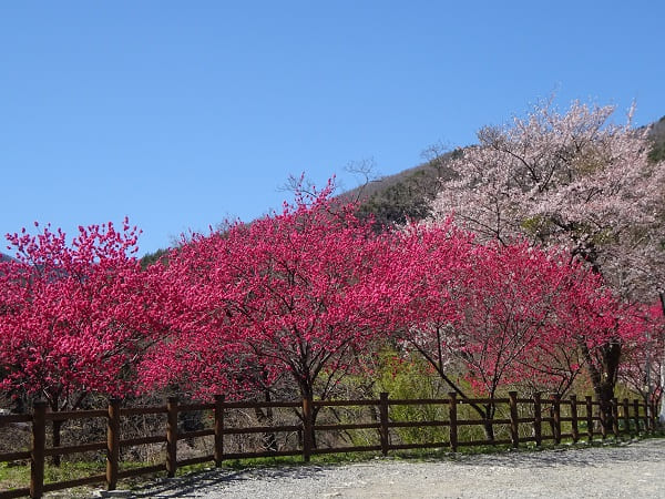 桜と花桃