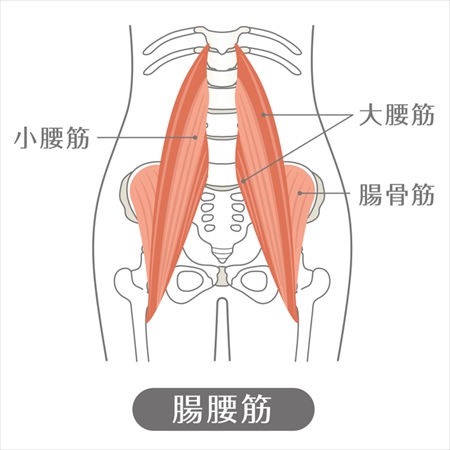 腸腰筋（骨盤と太ももをつなぐ筋肉。体幹の安定や腸の位置の安定に関わる）