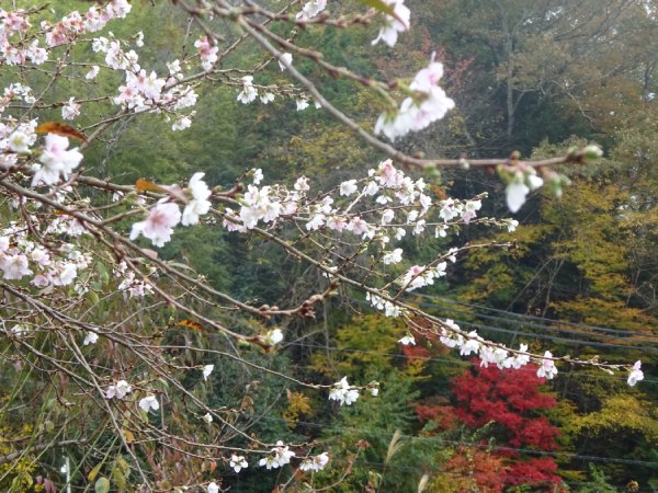 秋の野山