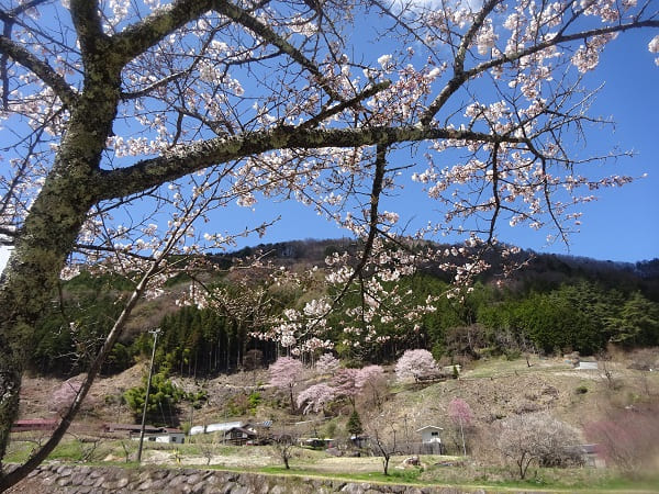 桜と花桃