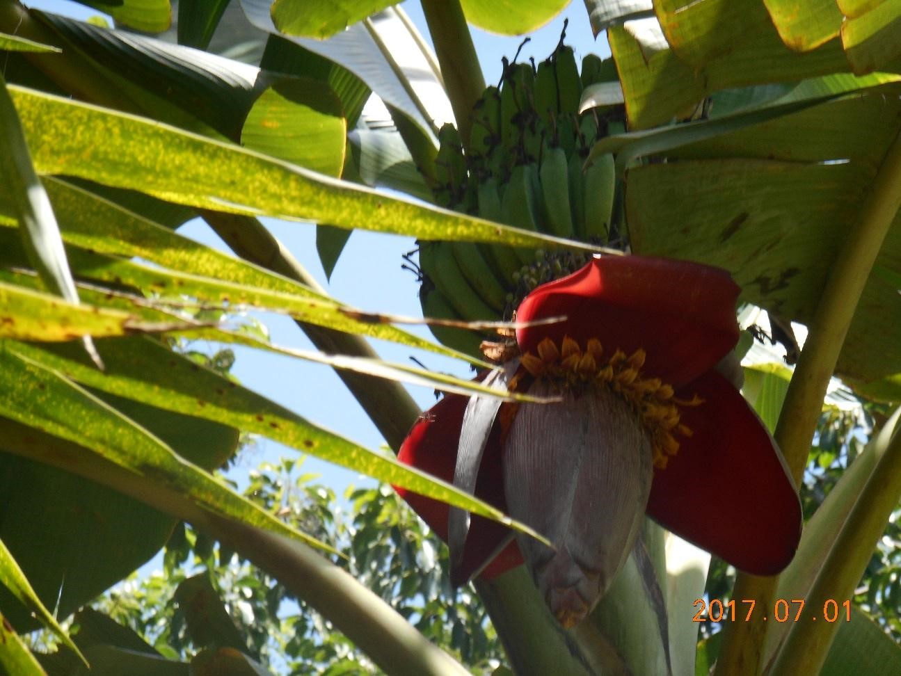エクアドルのバナナとバナナの花