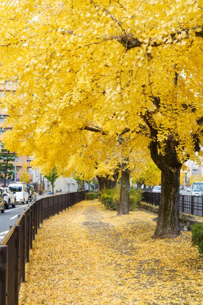 堀川通の銀杏