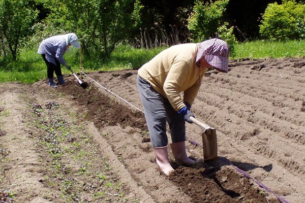 家庭菜園を目的に田舎暮らしを始めるシニアは多く、それも生きがいになります