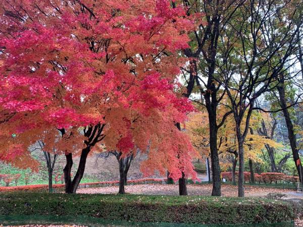 明るくなったら辺りは紅葉の木々に囲まれて