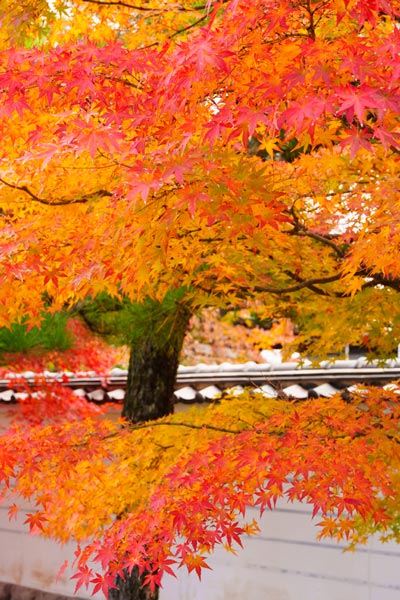 妙顕寺